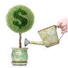 Watering Money Tree Medium