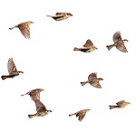 Small Birds Flying Medium